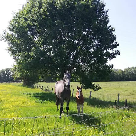 Roos 14, Sfeervol Vakantieverblijf In Hartje Hageland Casa vacanze